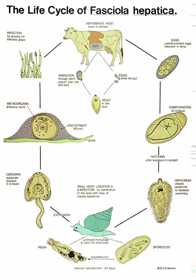 Ланцетовидный сосальщик (Dicrocoelium lanceatum)