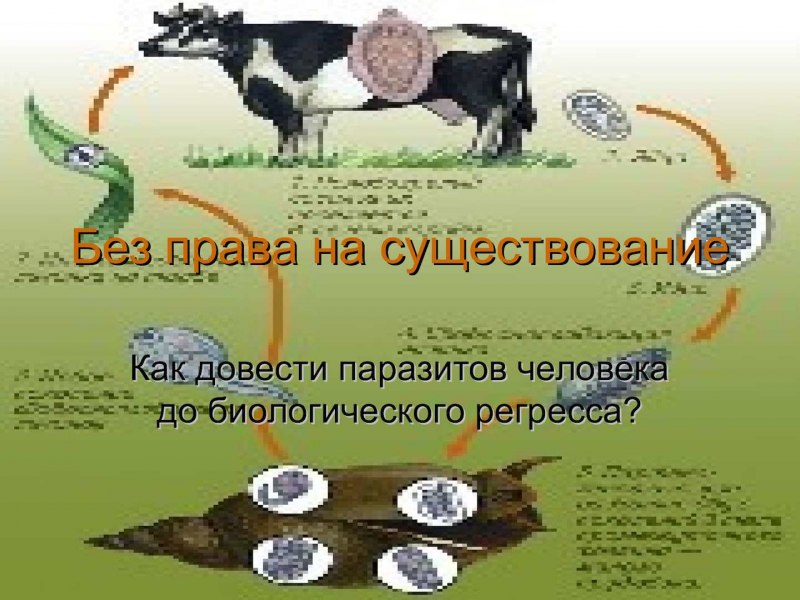 Двуустка китайская (Clonorchis sinensis)