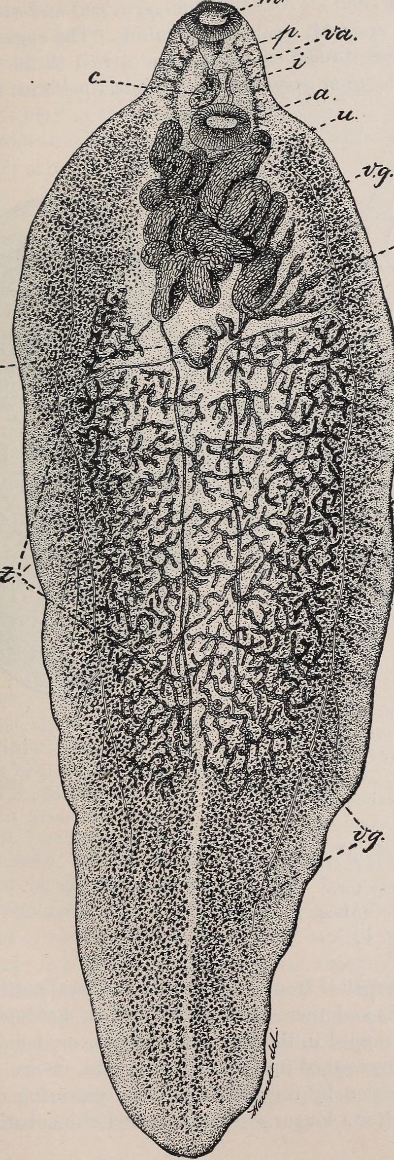 Жизненный цикл печеночного сосальщика Fasciola hepatica