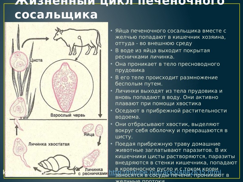 Схема циклов развития сосальщиков