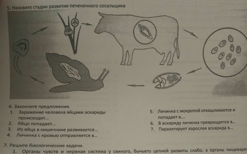 Opisthorchis felineus Кошачья двуустка