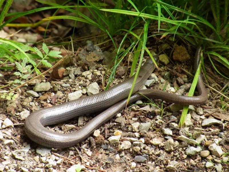 Веретеница ломкая (Anguis fragilis)