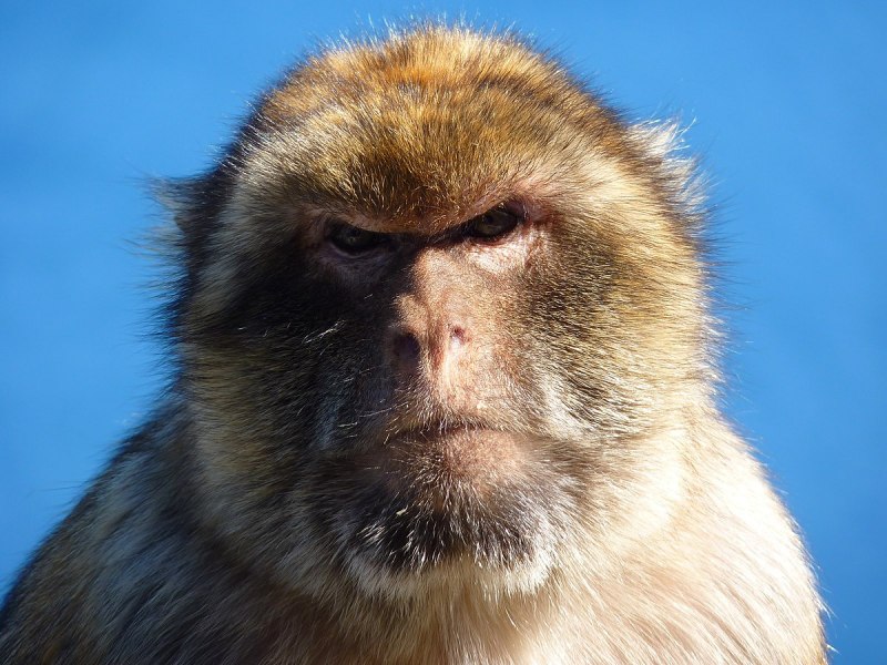 Macaca Sylvanus
