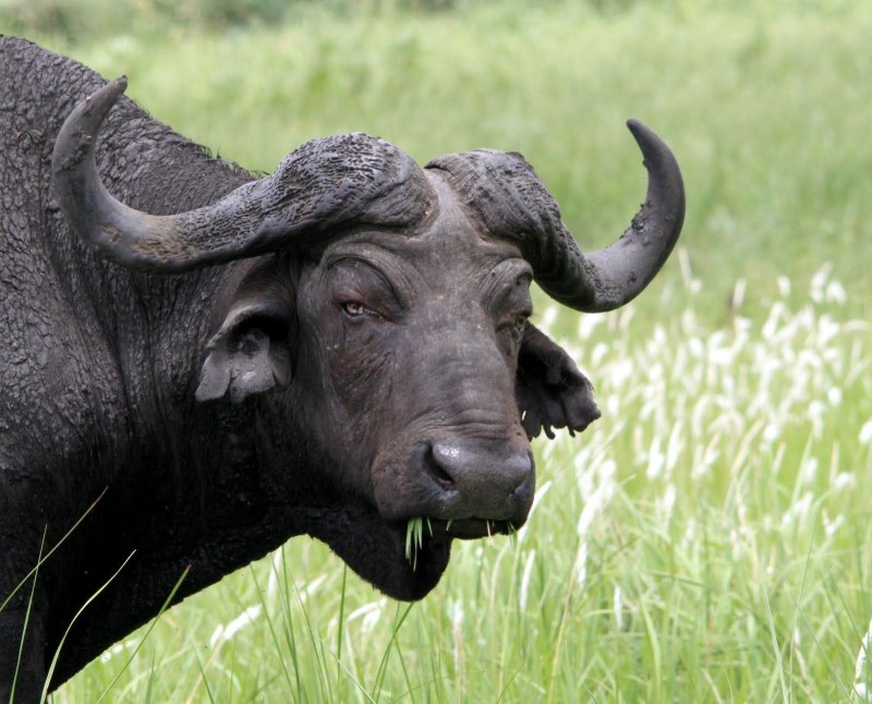 Buffalo Buffalo Buffalo Buffalo