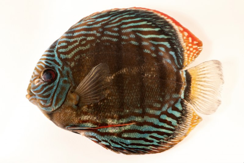 Discus латынь