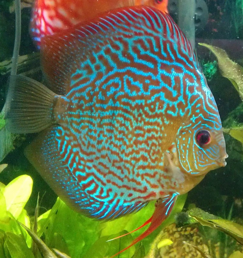 Discus ruderatus