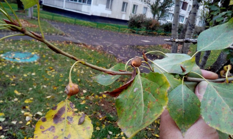 Тля трипсы