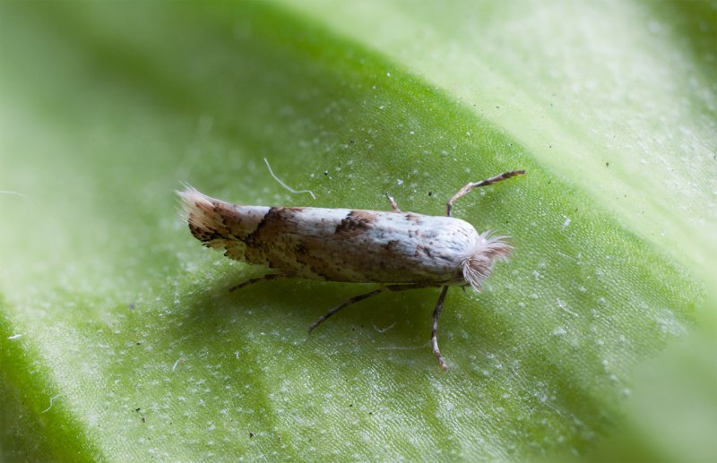Phyllonorycter populifoliella