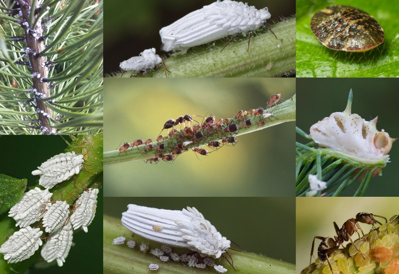 Люцерновая тля Aphis craccivora Koch