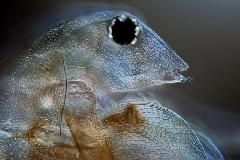 Cladocera рисунок