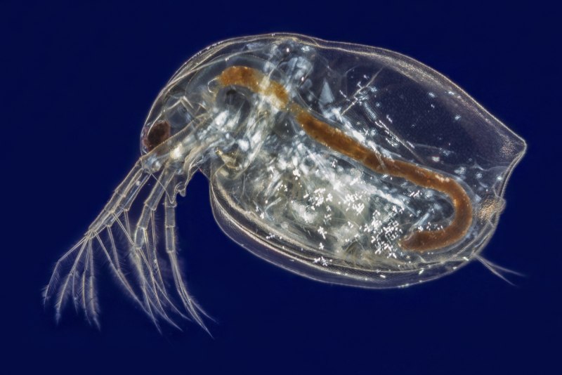 Дафнии Daphnia Magna