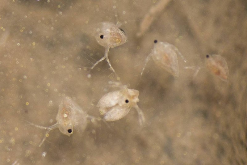 Daphnia pulex