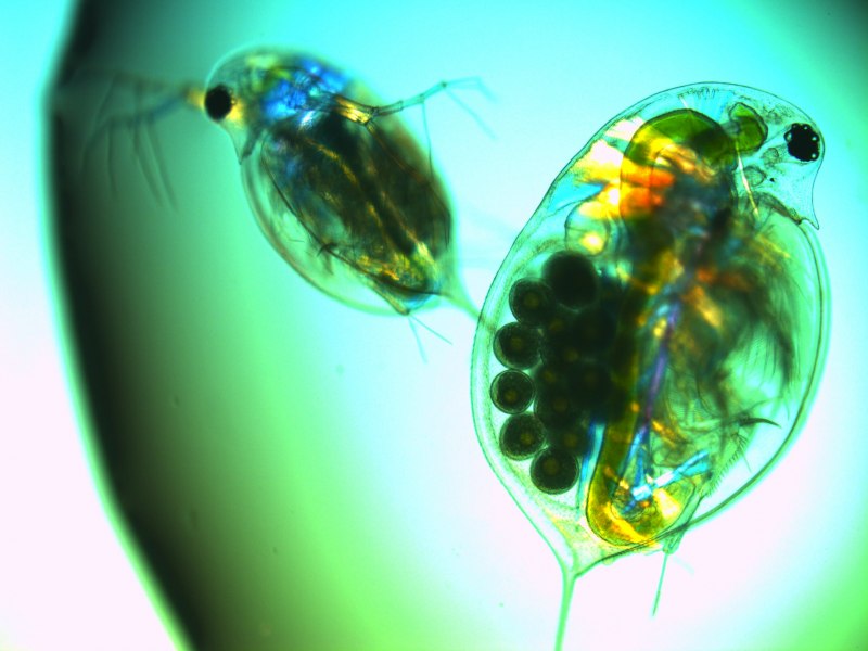 Nikon small World Photomicrography