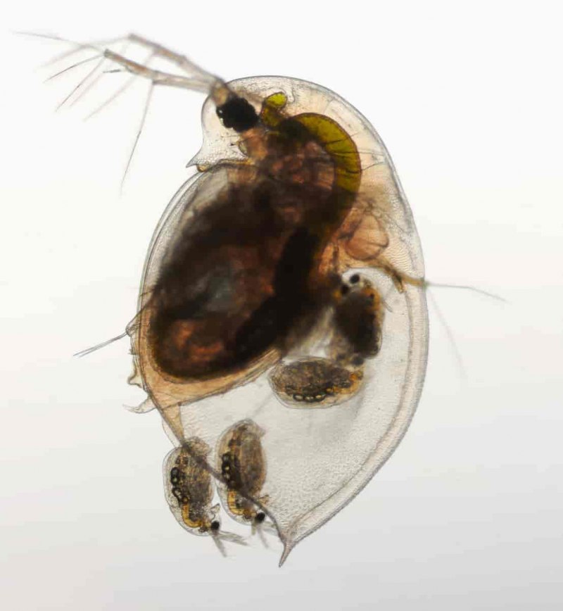 Acantholeberis curvirostris