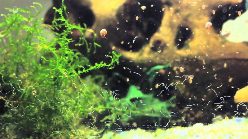 Daphnia pulex