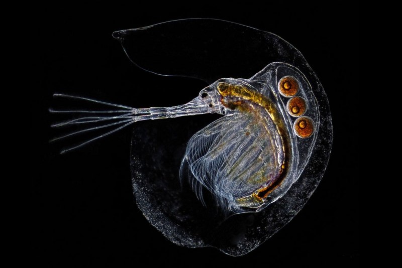 Chaoborus Larvae