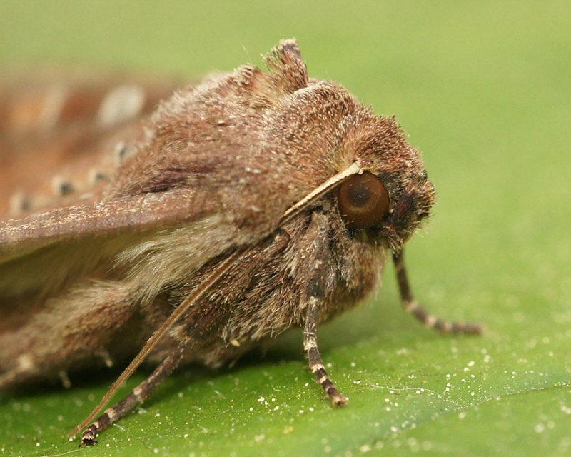 Acronicta auricoma гусеница