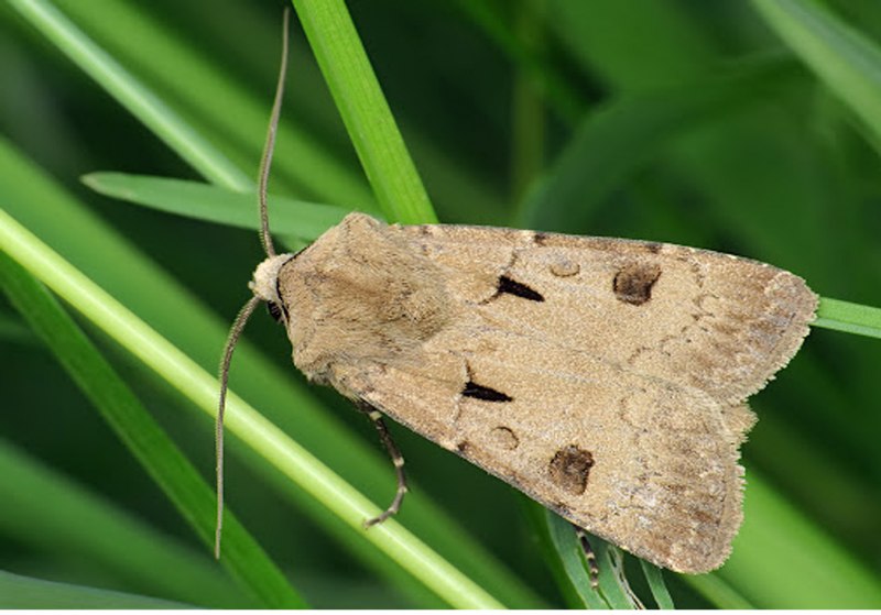 Восклицательная совка (Agrotis exclamationis l)