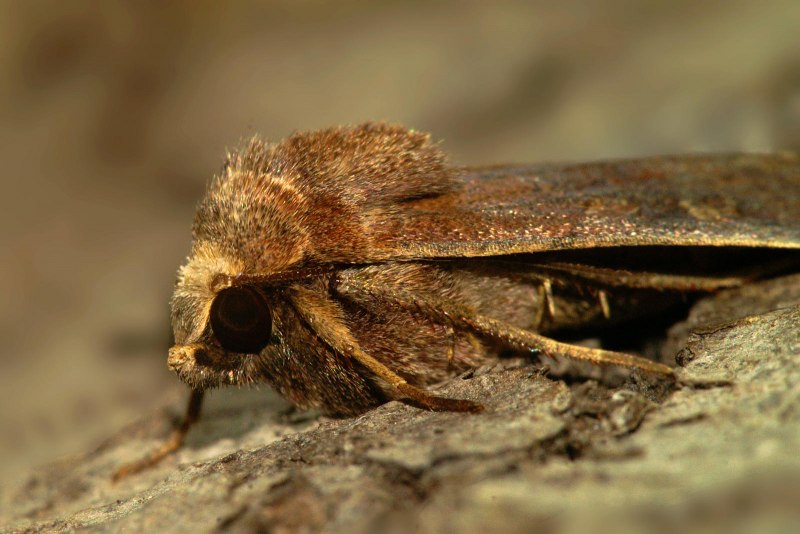 Совка восклицательная (Agrotis exclamationis l.) личинка