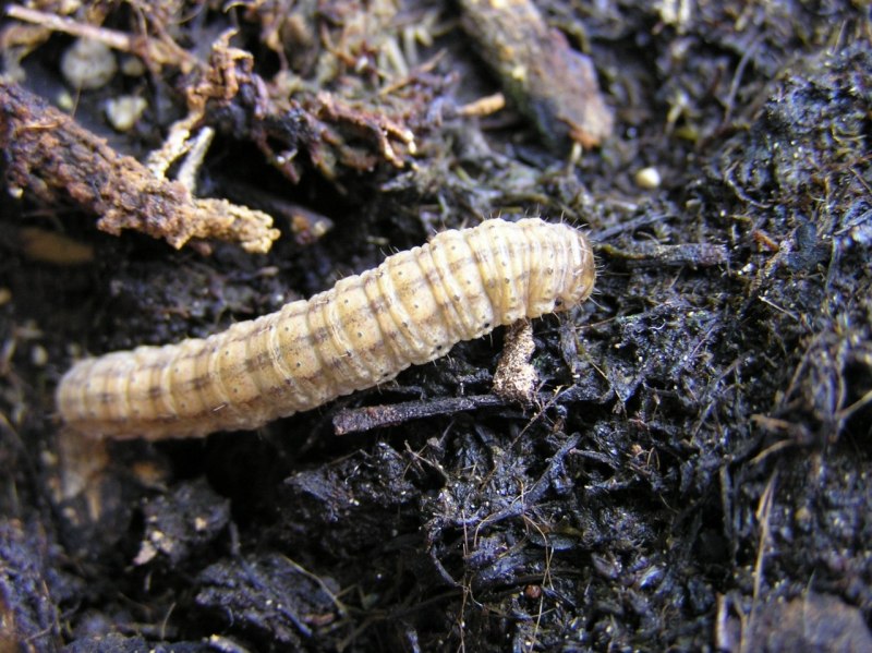 Озимая совка (Agrotis segetum),