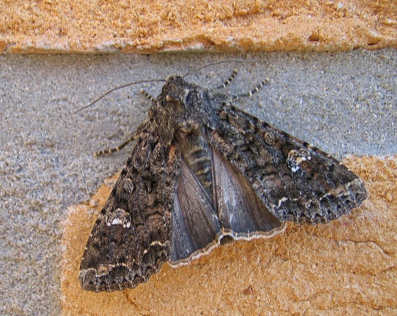 Восклицательная совка (Agrotis exclamationis l)