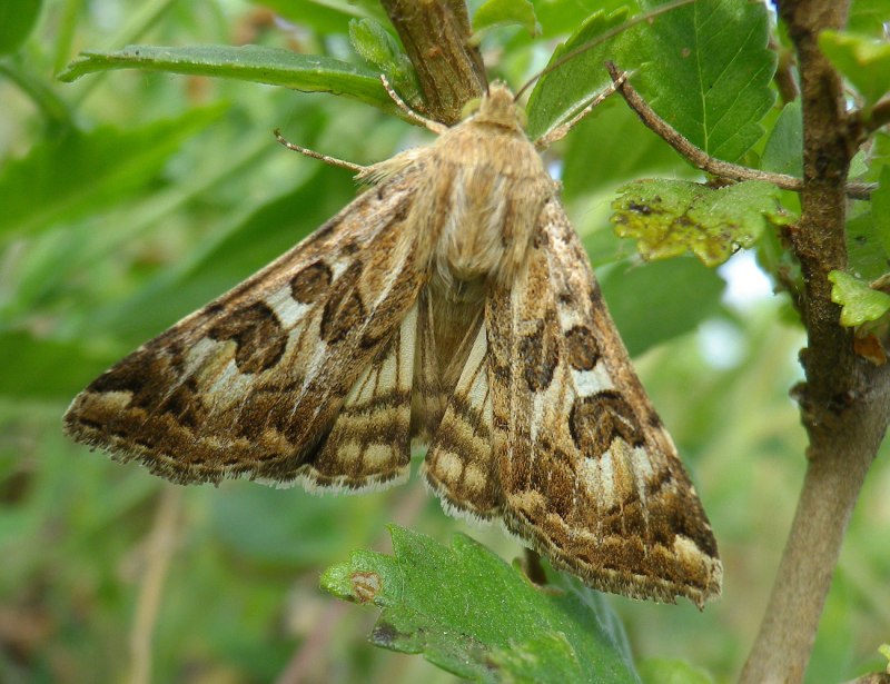 Озимая совка (Agrotis segetum),