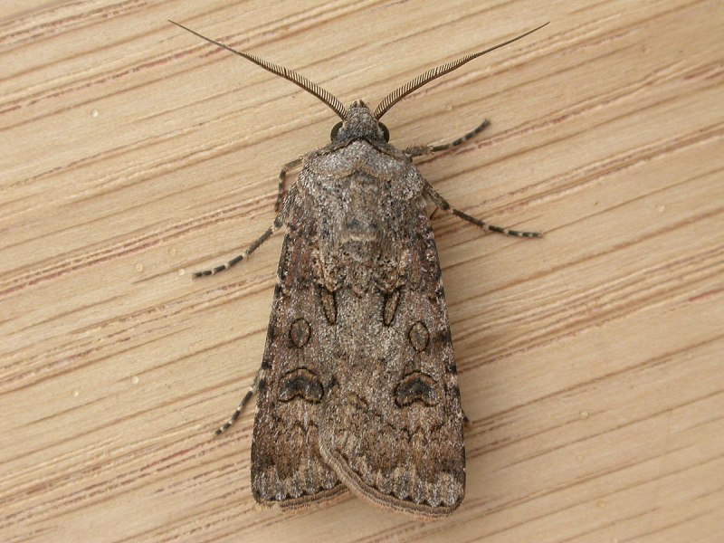 Совка гамма Autographa Gamma