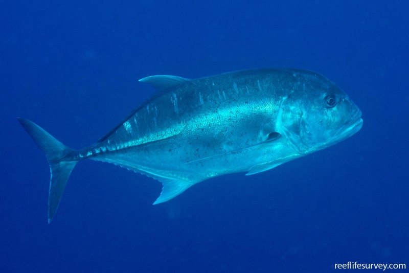 Рыба Trevally Джек Фиш