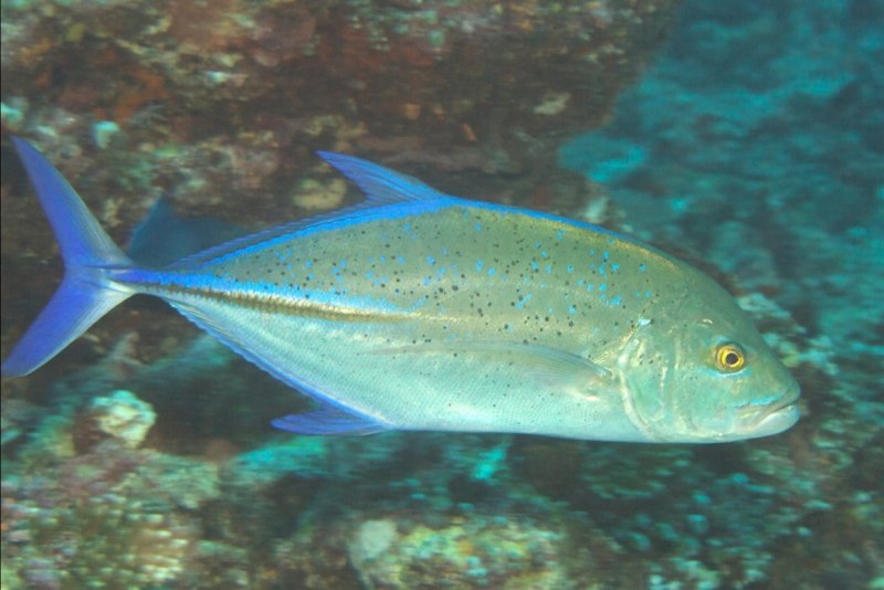Trevally Fish