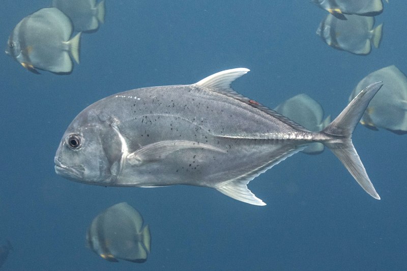 Caranx ignobilis