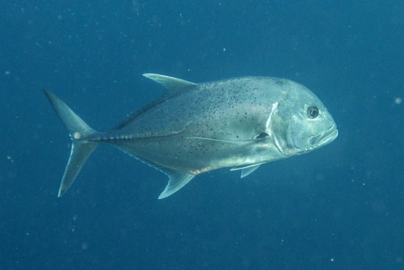 Giant Trevally рыба