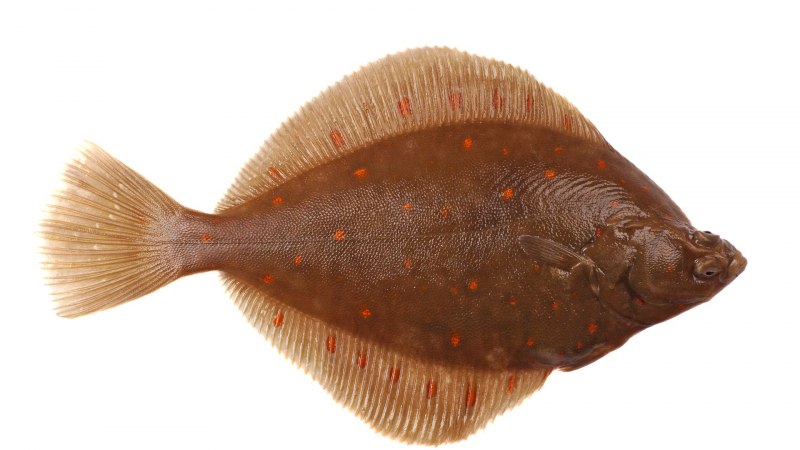 Камбала sole