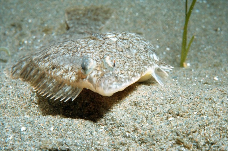 Морская камбала