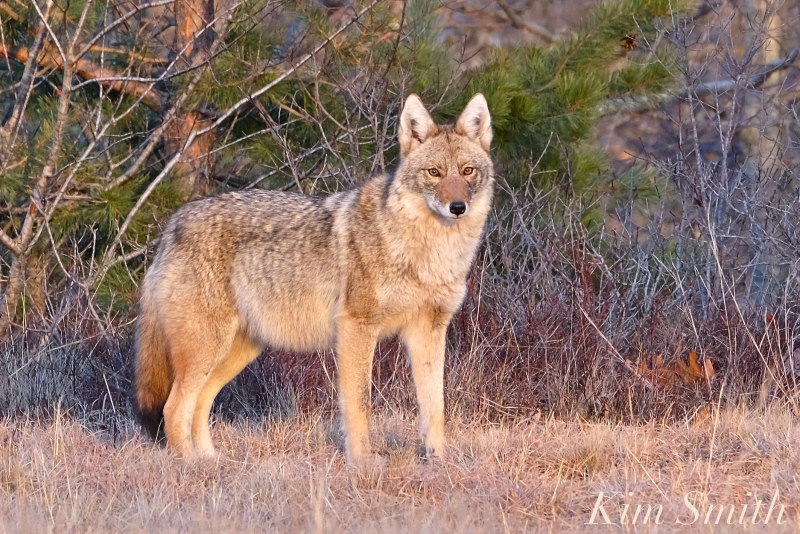 Луговой волк canis Latrans