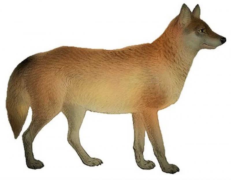 Canis Lupus monstrabilis