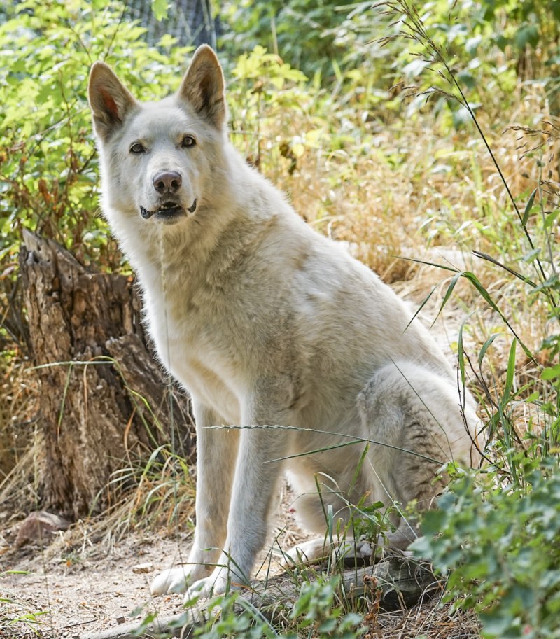 Джон Джеймс Одюбон - красный Техас волка canis Lupus Плака