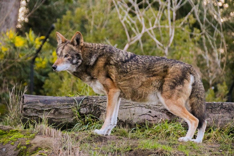 Волк canis Lupus зимой