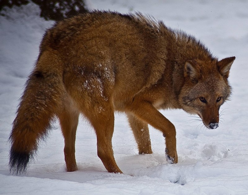 Волк (лат. Canis Lupus)