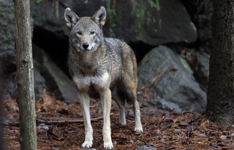 Луговой волк canis Latrans