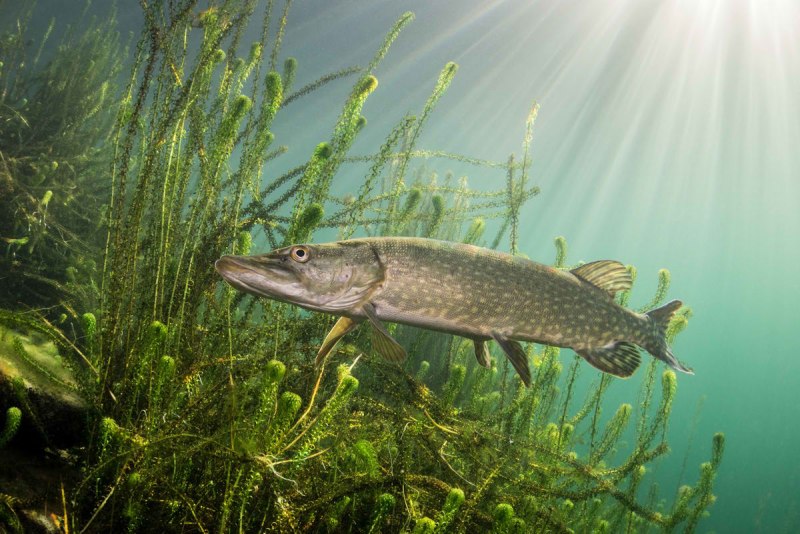 Обыкновенная щука (Esox Lucius)