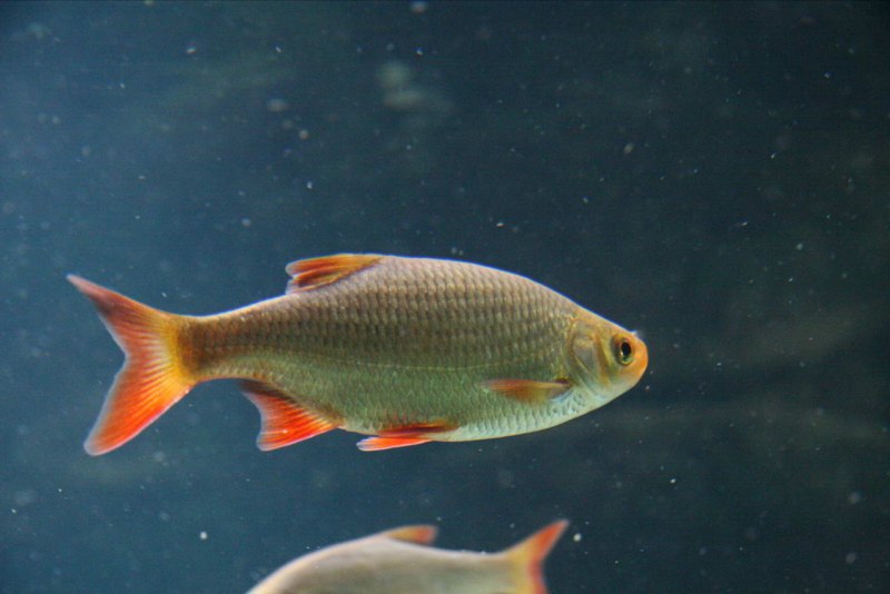 Красноперка Scardinius erythrophthalmus