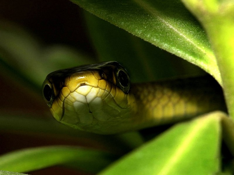 Chrysopelea taprobanica