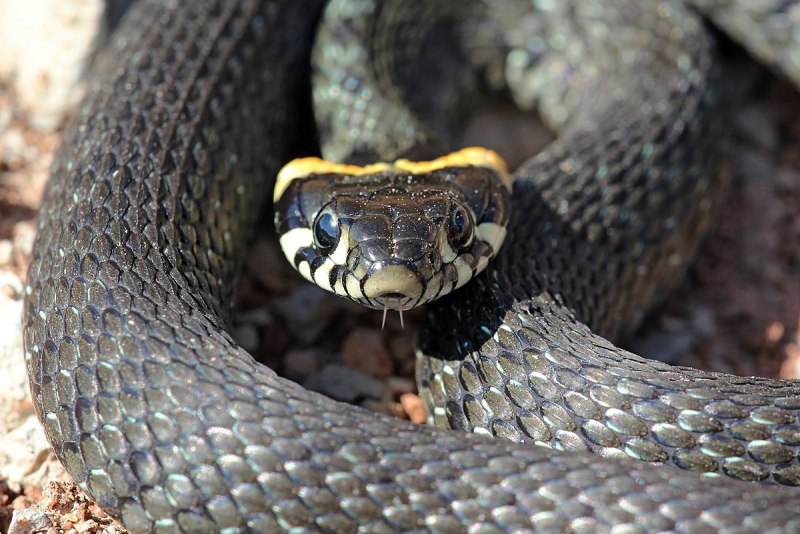 Королевская змея (Lampropeltis)