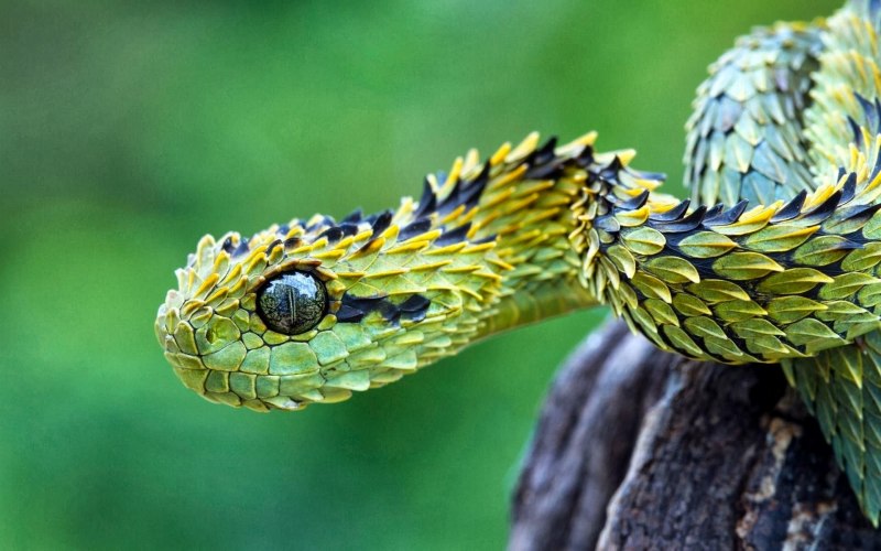 Leptophis Ahaetulla