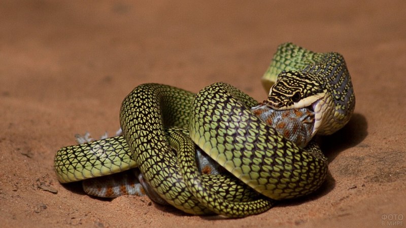 Кустарниковая гадюка (Atheris