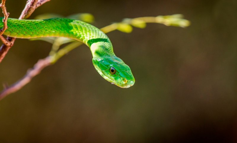 Chrysopelea Ornata
