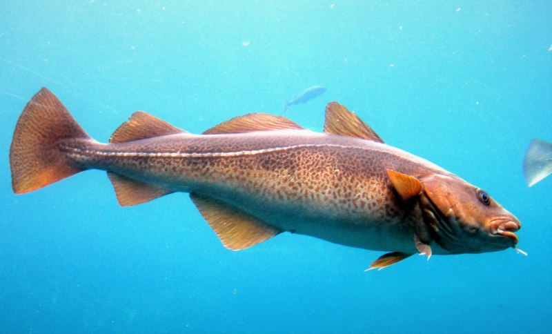 Атлантическая треска (gadus morhua)