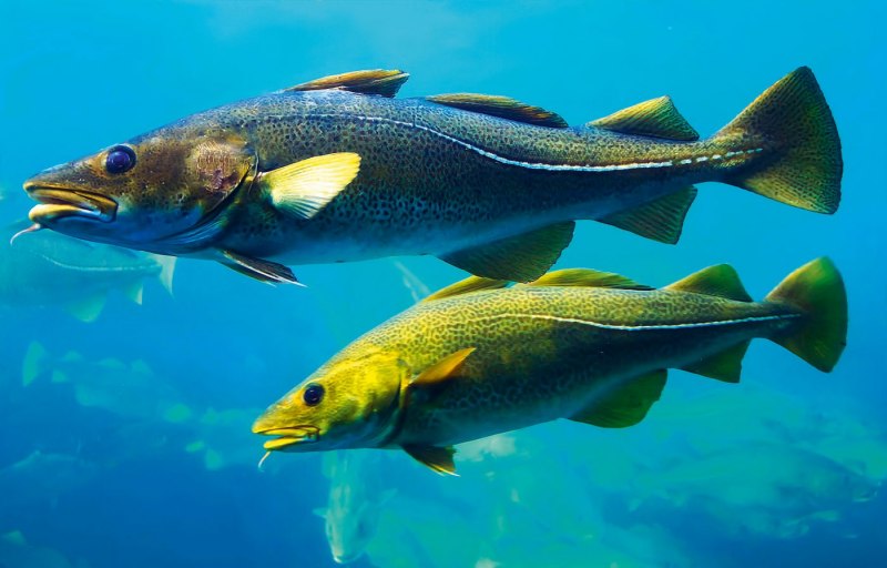 Атлантическая треска (gadus morhua)