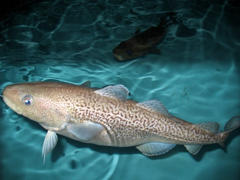 Атлантическая треска (gadus morhua)