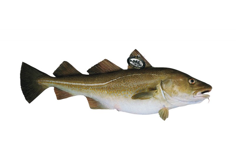 Трески (gadus macrocephalus)